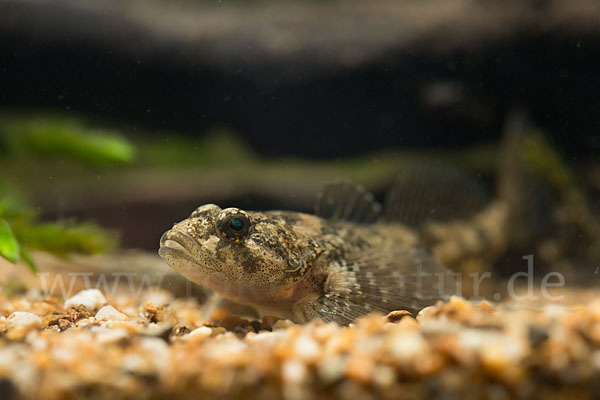 Westgroppe (Cottus gobio)