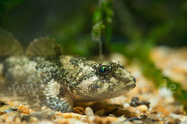 Westgroppe (Cottus gobio)