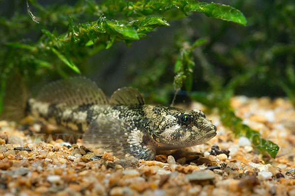 Westgroppe (Cottus gobio)