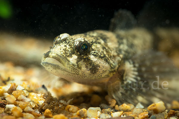 Westgroppe (Cottus gobio)