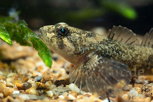 Westgroppe (Cottus gobio)