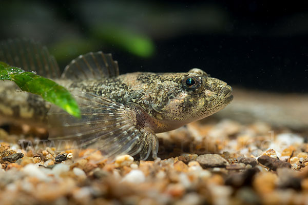 Westgroppe (Cottus gobio)