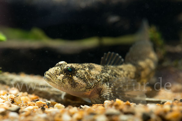 Westgroppe (Cottus gobio)