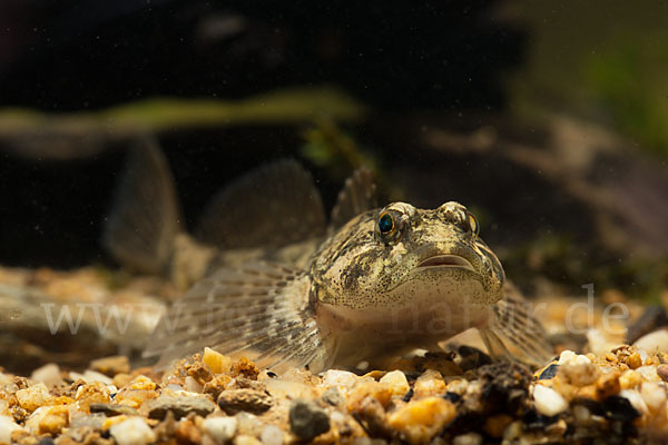 Westgroppe (Cottus gobio)