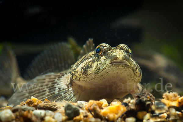 Westgroppe (Cottus gobio)