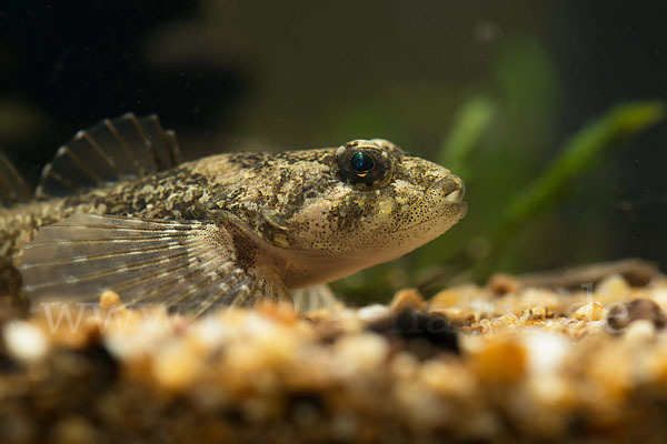 Westgroppe (Cottus gobio)