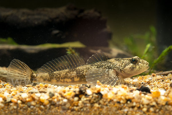 Westgroppe (Cottus gobio)