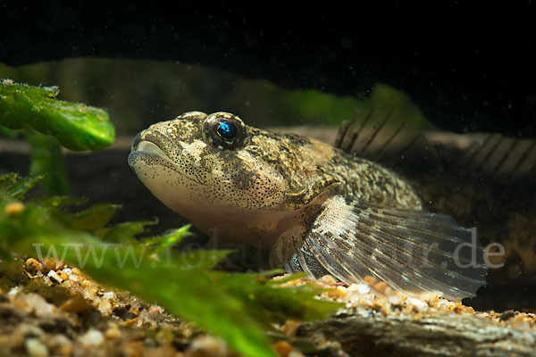 Westgroppe (Cottus gobio)