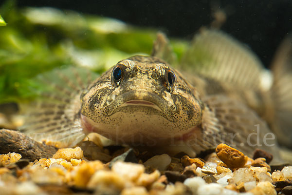 Westgroppe (Cottus gobio)