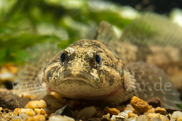 Westgroppe (Cottus gobio)