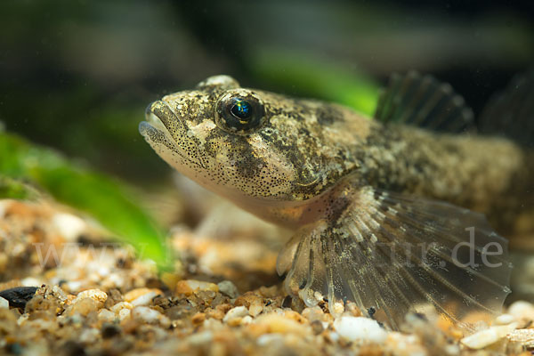 Westgroppe (Cottus gobio)