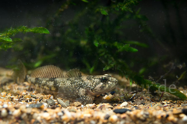 Westgroppe (Cottus gobio)