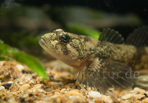 Westgroppe (Cottus gobio)