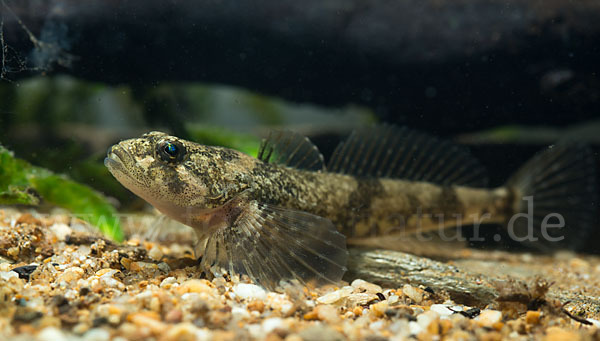 Westgroppe (Cottus gobio)