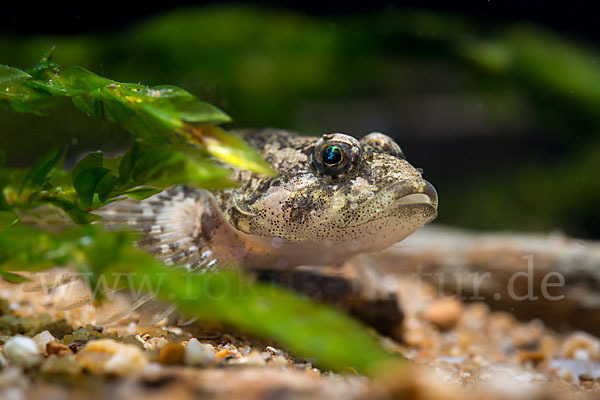 Westgroppe (Cottus gobio)