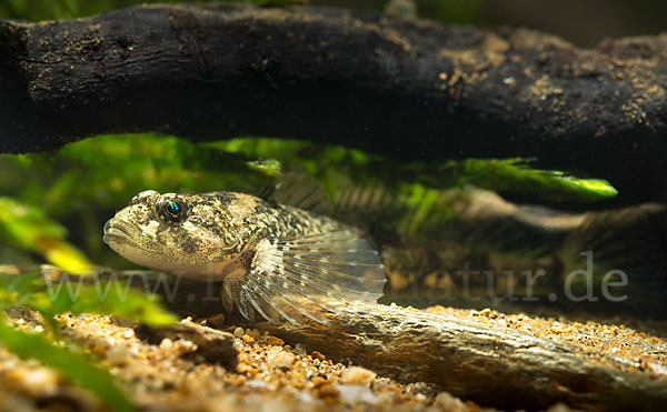 Westgroppe (Cottus gobio)