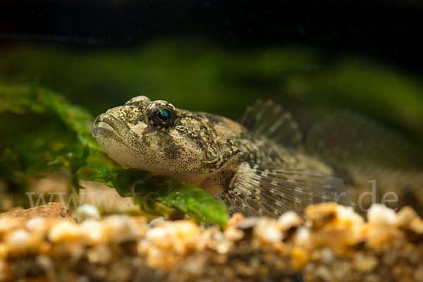 Westgroppe (Cottus gobio)