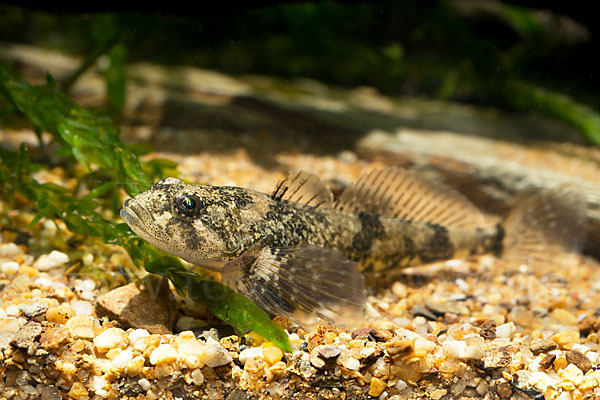 Westgroppe (Cottus gobio)