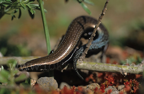 Westkanarenskink (Chalcides viridanus)