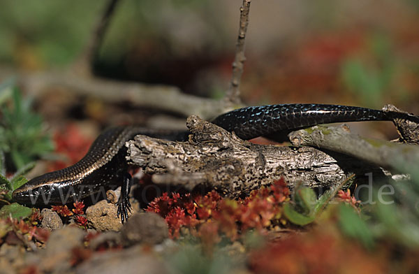 Westkanarenskink (Chalcides viridanus)