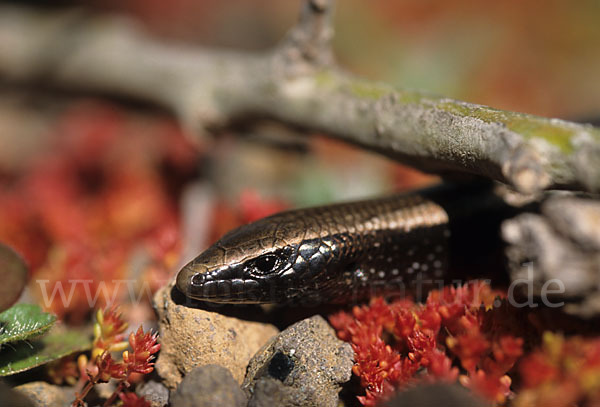 Westkanarenskink (Chalcides viridanus)