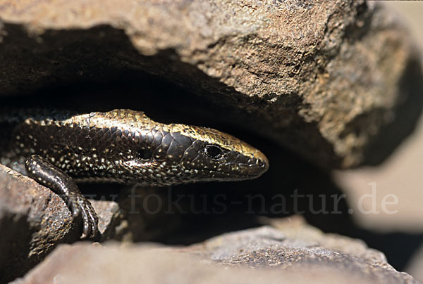 Westkanarenskink (Chalcides viridanus)