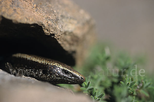 Westkanarenskink (Chalcides viridanus)