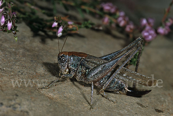 Westliche Beißschrecke (Platycleis albopunctata)