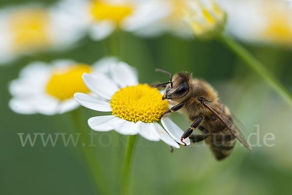 Westliche Honigbiene (Apis mellifera)