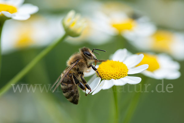 Westliche Honigbiene (Apis mellifera)