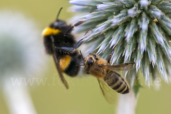 Westliche Honigbiene (Apis mellifera)