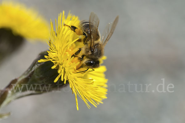 Westliche Honigbiene (Apis mellifera)