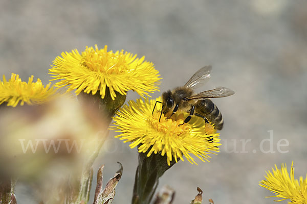 Westliche Honigbiene (Apis mellifera)