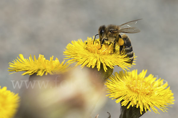 Westliche Honigbiene (Apis mellifera)