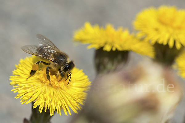 Westliche Honigbiene (Apis mellifera)