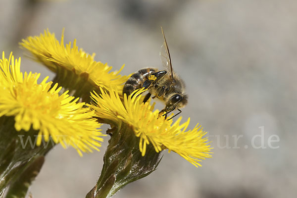 Westliche Honigbiene (Apis mellifera)