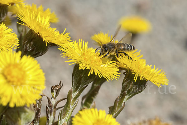 Westliche Honigbiene (Apis mellifera)