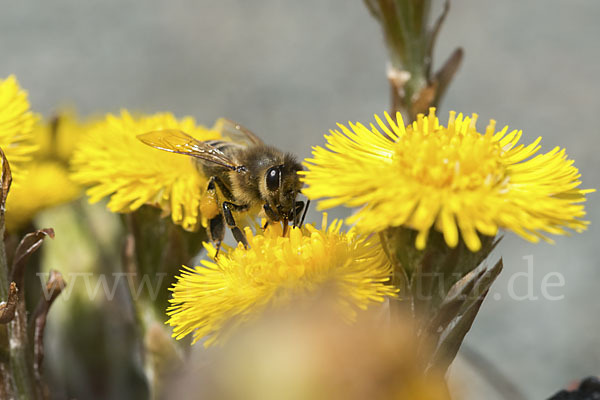 Westliche Honigbiene (Apis mellifera)