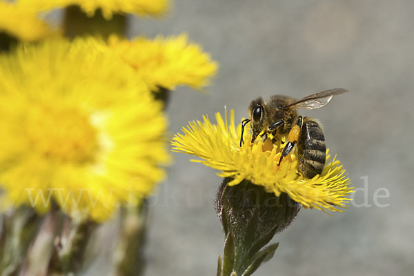 Westliche Honigbiene (Apis mellifera)