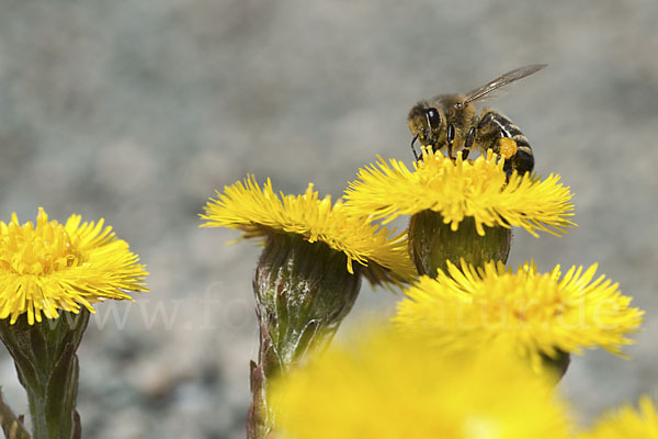 Westliche Honigbiene (Apis mellifera)