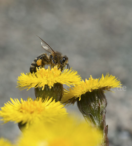 Westliche Honigbiene (Apis mellifera)