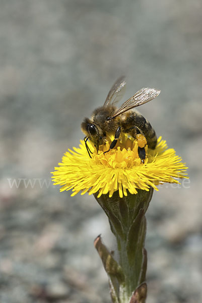 Westliche Honigbiene (Apis mellifera)