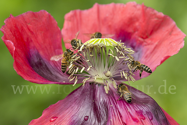 Westliche Honigbiene (Apis mellifera)