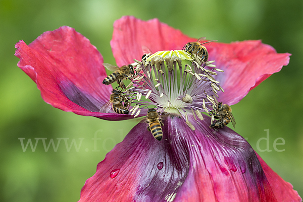 Westliche Honigbiene (Apis mellifera)