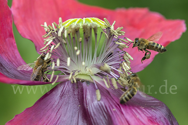 Westliche Honigbiene (Apis mellifera)