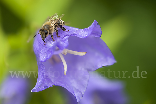 Westliche Honigbiene (Apis mellifera)