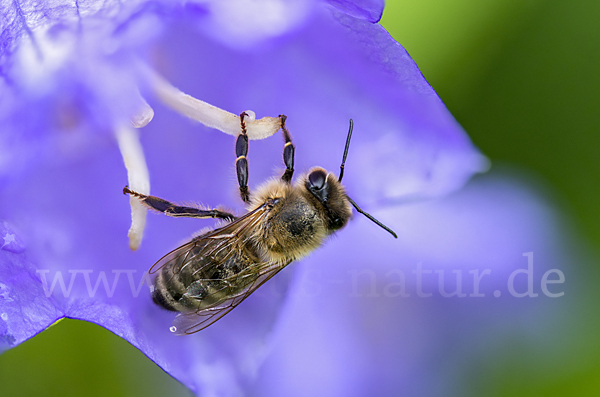 Westliche Honigbiene (Apis mellifera)