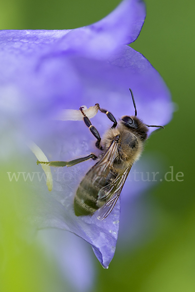 Westliche Honigbiene (Apis mellifera)