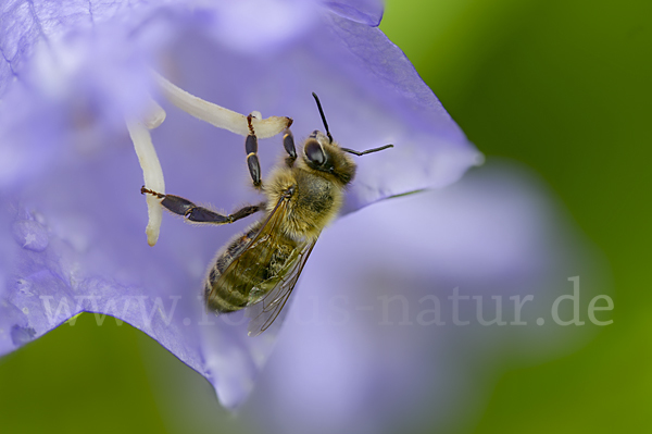 Westliche Honigbiene (Apis mellifera)