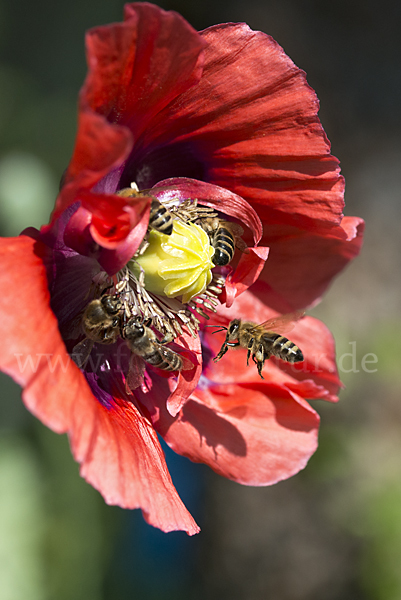 Westliche Honigbiene (Apis mellifera)